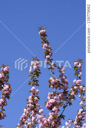 Japanese flowering cherry Kanzan Japanese flowering cherry Kanzan 139779062