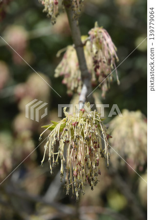 Boxelder maple Boxelder maple 139779064