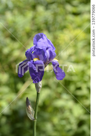 Southern Adriatic Iris Southern Adriatic Iris 139779066