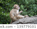 一隻日本獼猴側著頭盯著前方。 139779101