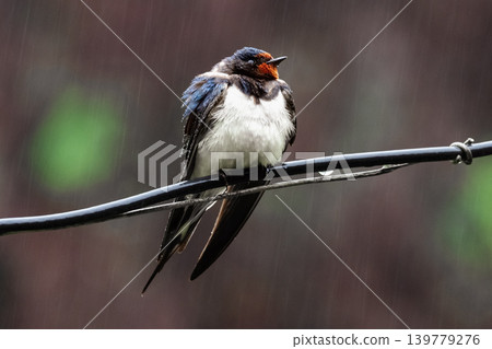 Rain falls softly around a swallow perched on wire. Rain falls softly around a swallow perched on wire. 139779276