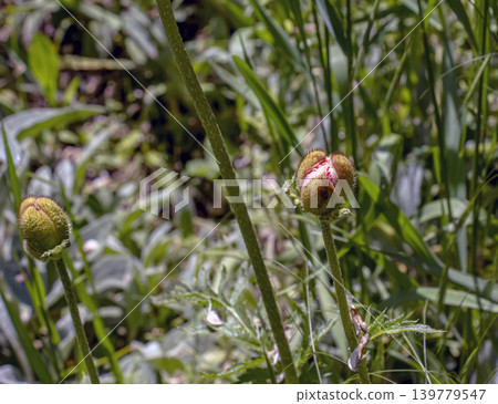 Hairy ornamental poppy buds before blooming in summer garden Hairy ornamental poppy buds before blooming in summer garden 139779547