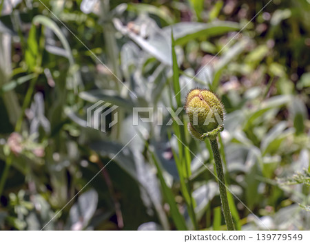 Closed pink ornamental poppy bud before flowering Closed pink ornamental poppy bud before flowering 139779549