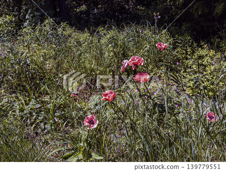 Pink ornamental opium poppies blooming in wild summer meadow Pink ornamental opium poppies blooming in wild summer meadow 139779551