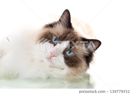 cute ragdoll cat portrait with soft fur and blue eyes cute ragdoll cat portrait with soft fur and blue eyes 139779552