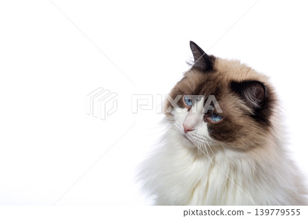 fluffy ragdoll cat portrait with blue eyes fluffy ragdoll cat portrait with blue eyes 139779555