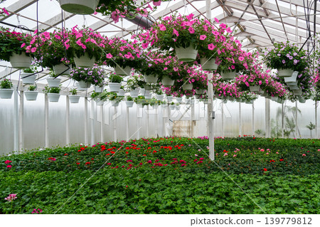 Pink flowering hanging baskets inside commercial greenhouse with blooming ornamental plants 139779812