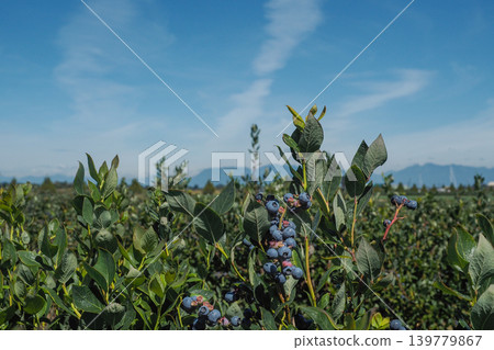 藍莓在山脈的映襯下茁壯成長 139779867