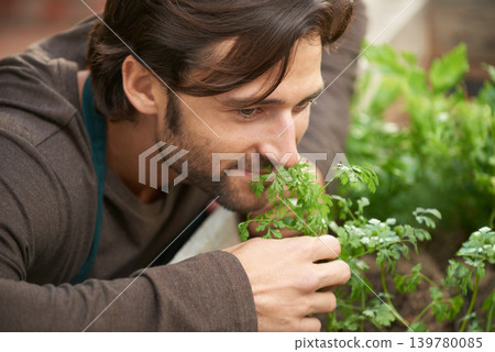 Man, garden and smelling herbs in nursery for aroma, freshness or quality check with smile. Male person, happy and satisfied with scent of greenery for cultivation, growth or selling in plant shop Man, garden and smelling herbs in nursery for aroma, freshness or quality check with smile. Male person, happy and satisfied with scent of greenery for cultivation, growth or selling in plant shop 139780085