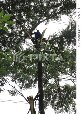 Arborist Working in Tree Canopy Arborist Working in Tree Canopy 139780102