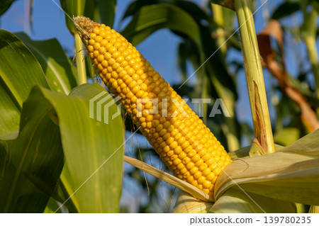 A yellow corn cob is growing on a stalk in a field under clear blue sky during the day with leaves surrounding it A yellow corn cob is growing on a stalk in a field under clear blue sky during the day with leaves surrounding it 139780235