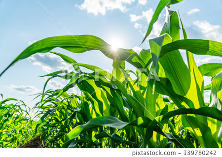 Large leaves of a corn plant stretch upwards, reaching for sunlight in a field on a sunny summer day Large leaves of a corn plant stretch upwards, reaching for sunlight in a field on a sunny summer day 139780242