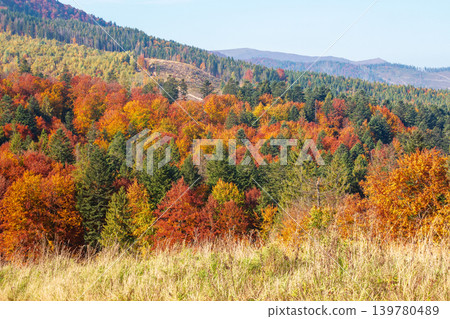 nice view of an autumn forenoon in carpathian mountains. trees on the edge of a hill in fall colors. wonderful forested mountain landscape of ukraine on a sunny weather. outdoors adventure scene 139780489