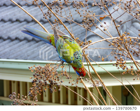 A Juvenile Crimson Rosella Parrot sitting in a tree in the sunshine A Juvenile Crimson Rosella Parrot sitting in a tree in the sunshine 139780670