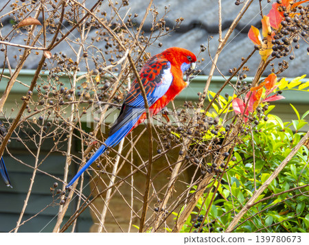 A Crimson Rosella Parrot sitting in a tree in the sunshine A Crimson Rosella Parrot sitting in a tree in the sunshine 139780673