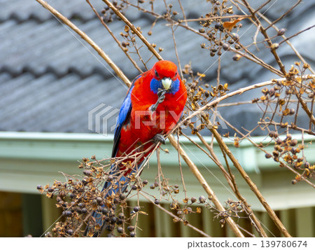 A Crimson Rosella Parrot sitting in a tree in the sunshine A Crimson Rosella Parrot sitting in a tree in the sunshine 139780674