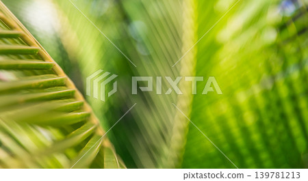 Tropical palm leaf macro closeup stunning breathtaking dreamy ethereal luminous vibrant lush exotic botanical nature soft sunlight gorgeous texture pattern abstract background wallpaper outdoor artist Tropical palm leaf macro closeup stunning breathtaking dreamy ethereal luminous vibrant lush exotic botanical nature soft sunlight gorgeous texture pattern abstract background wallpaper outdoor artist 139781213