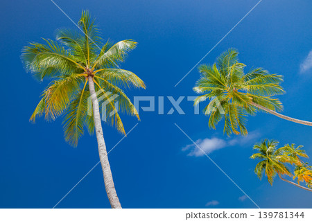 Palm trees tropical beach turquoise water stunning breathtaking dreamy serene paradise exotic coastal island travel destination summer vacation idyllic scenic crystal clear shallow ocean sunshine warm Palm trees tropical beach turquoise water stunning breathtaking dreamy serene paradise exotic coastal island travel destination summer vacation idyllic scenic crystal clear shallow ocean sunshine warm 139781344