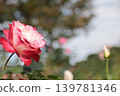 Red roses blooming towards the sky 139781346