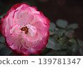 Large, pale red roses 139781347