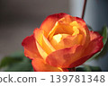Gradation color rose 139781348