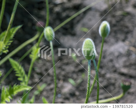 Close-up of oriental poppy buds before blooming 139781520