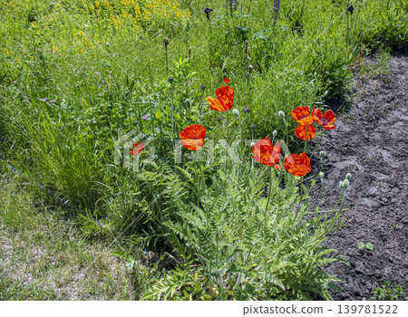 Oriental poppy flowers blooming in summer garden Oriental poppy flowers blooming in summer garden 139781522