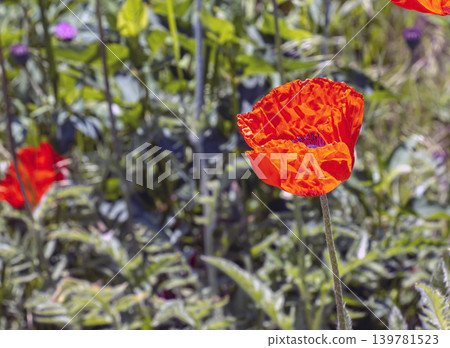 Close-up of bright oriental poppy flower Close-up of bright oriental poppy flower 139781523