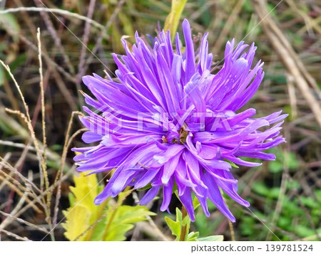 Macro Close-Up of Purple Callistephus chinensis Flower Macro Close-Up of Purple Callistephus chinensis Flower 139781524