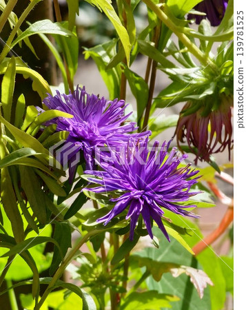 Purple Callistephus chinensis Flowers Blooming in Summer Garden Purple Callistephus chinensis Flowers Blooming in Summer Garden 139781525
