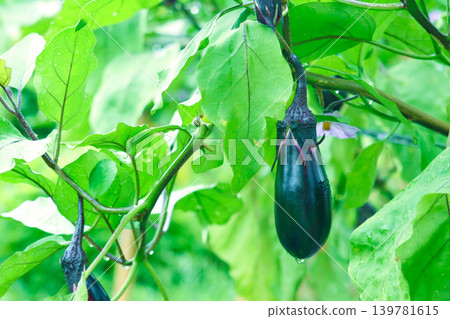A perfectly ripe eggplant found after the rain – a straight and beautifully shaped eggplant. A perfectly ripe eggplant found after the rain – a straight and beautifully shaped eggplant. 139781615