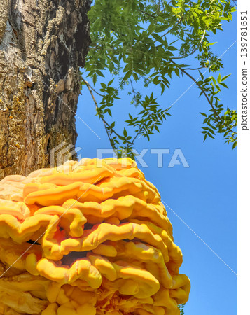 Yellow Shelf Mushroom Growing on Tree Trunk Against Blue Sky Yellow Shelf Mushroom Growing on Tree Trunk Against Blue Sky 139781651