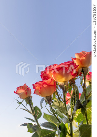Orange Roses Against Blue Sky with Copy Space, Orange Roses Against Blue Sky with Copy Space, 139781657