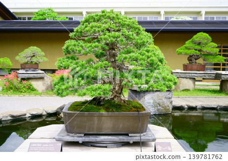 9654 盆景五行松「名興」盆景 9654 盆景五行松「名興」盆景 139781762