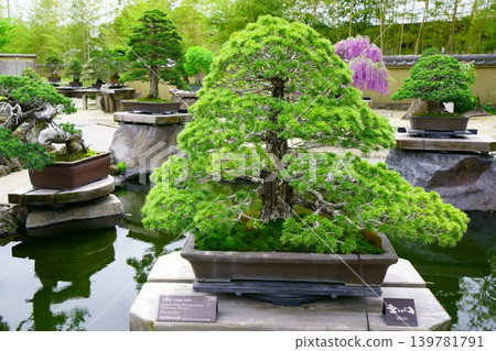 9655 盆景五行松盆景 9655 盆景五行松盆景 139781791