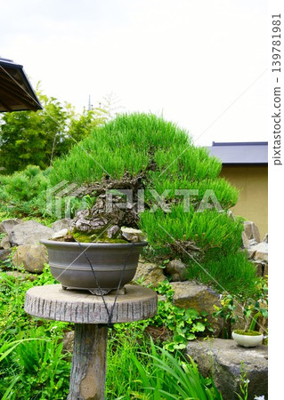 9658 盆景 - 日本黑松 9658 盆景 - 日本黑松 139781981