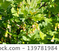 Flowering Gooseberry Branch with Young Developing Berries 139781984