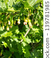 Young Gooseberry Fruits and Blossoms on Branch in Spring Garden 139781985