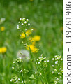 Blooming Capsella bursa-pastoris Plant with Seed Pods 139781986