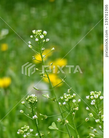 Blooming Capsella bursa-pastoris Plant with Seed Pods Blooming Capsella bursa-pastoris Plant with Seed Pods 139781986