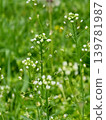 Wild Capsella bursa pastoris Flowers in Green Meadow 139781987