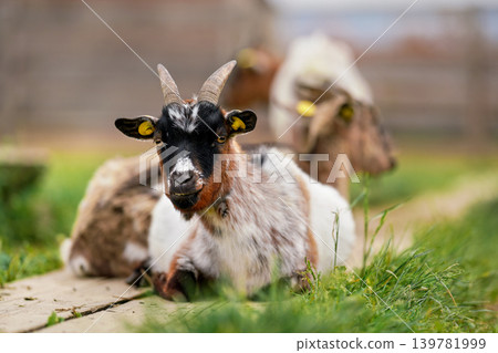 American Pygmy (Cameroon goat) resting on the ground, green grass near, another blurred animal background, closeup detail American Pygmy (Cameroon goat) resting on the ground, green grass near, another blurred animal background, closeup detail 139781999