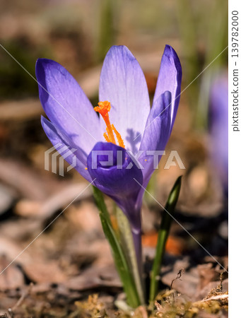 Sun shines on wild purple and yellow iris (Crocus heuffelianus / discolor) flower growing in spring dry grass Sun shines on wild purple and yellow iris (Crocus heuffelianus / discolor) flower growing in spring dry grass 139782000