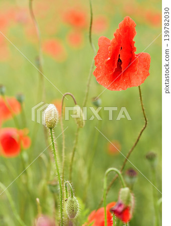 Wild red poppies, petals wet from rain growing in field of green unripe wheat, closeup detail Wild red poppies, petals wet from rain growing in field of green unripe wheat, closeup detail 139782030