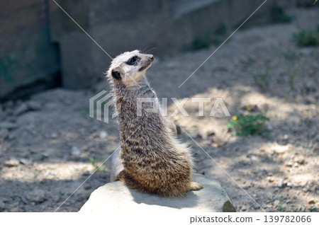 Look at Meerkat Look at Meerkat 139782066