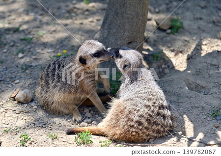 一個好朋友Meerkat 一個好朋友Meerkat 139782067