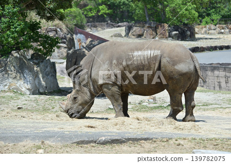 Walking Southern White Rhino 139782075