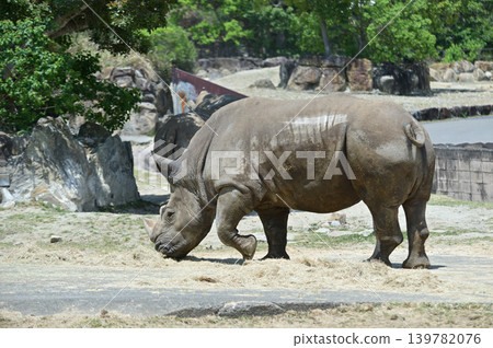Walking Southern White Rhino 139782076