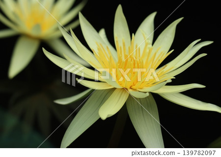 Water lilies in full bloom amidst silence—5 Water lilies in full bloom amidst silence—5 139782097