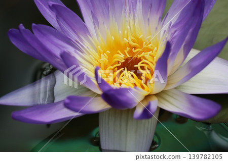 Water lilies shining brightly like gold - Part 2 Water lilies shining brightly like gold - Part 2 139782105